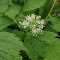 Actaea alba
